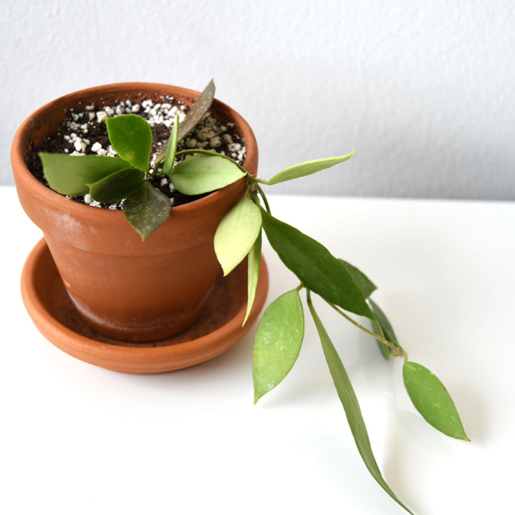 Hoya gracilis - Fleur de porcelaine