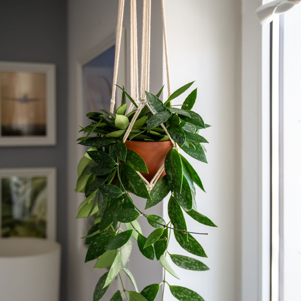 Hoya gracilis - Fleur de porcelaine