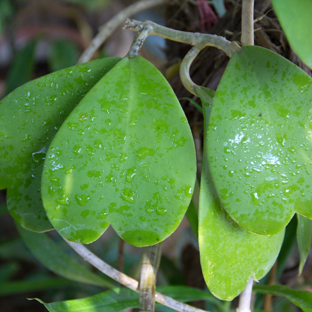 Hoya kerrii - Plante-coeur