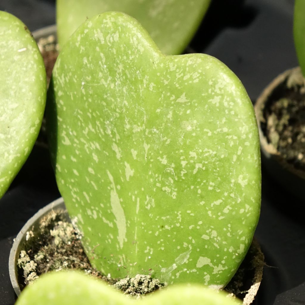 Hoya kerrii Splash - Plante-coeur