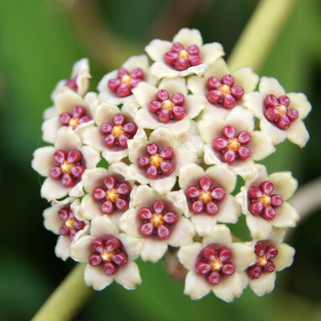 Hoya kerrii Variegata - Plante-coeur panachée
