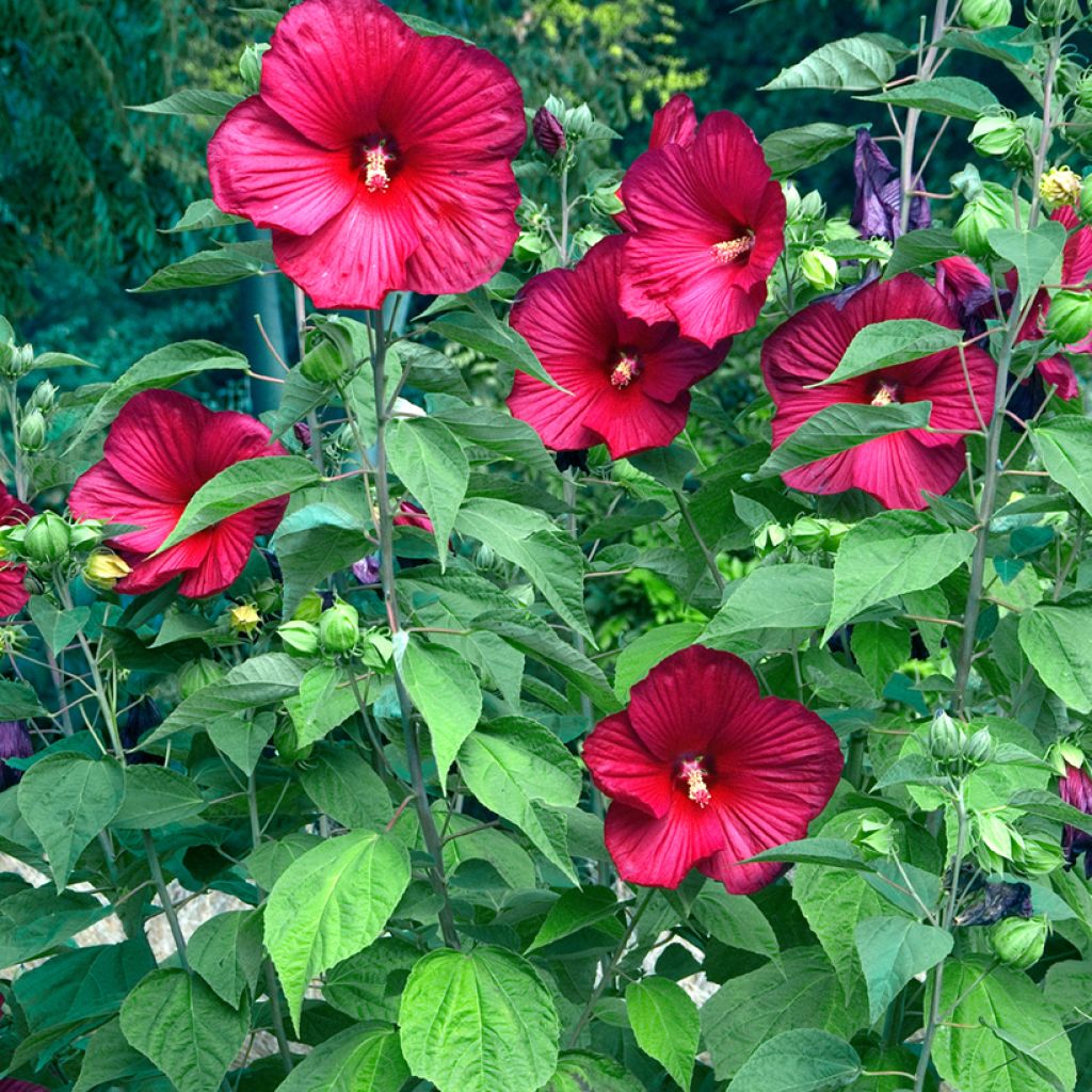 Hibiscus moscheutos Rouge