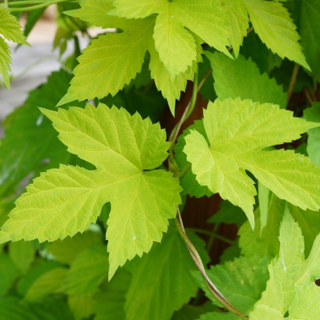 Houblon doré - Humulus lupulus Aureus