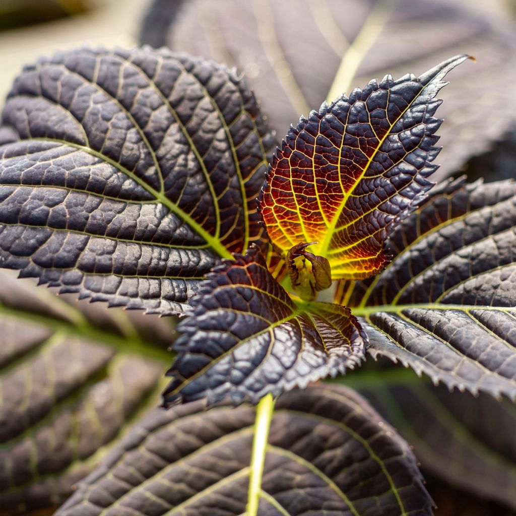 Hortensia - Hydrangea macrophylla Eclipse