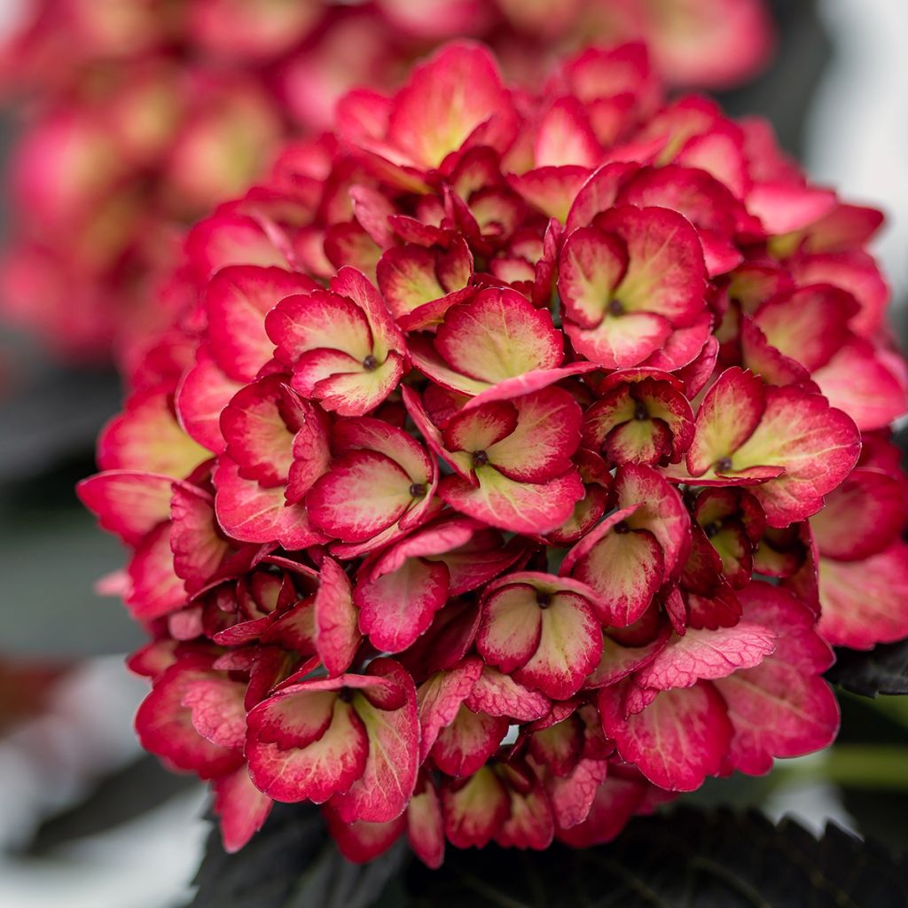 Hortensia - Hydrangea macrophylla Eclipse