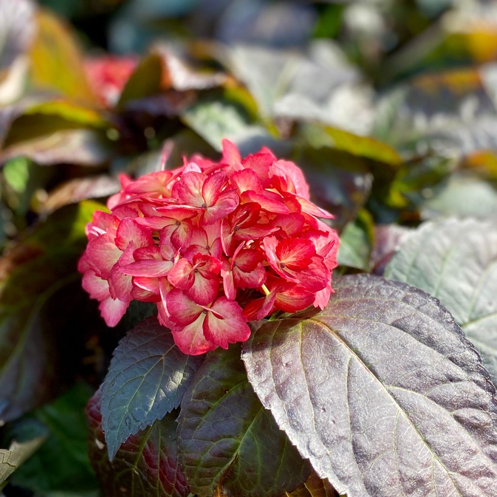 Hortensia - Hydrangea macrophylla Eclipse