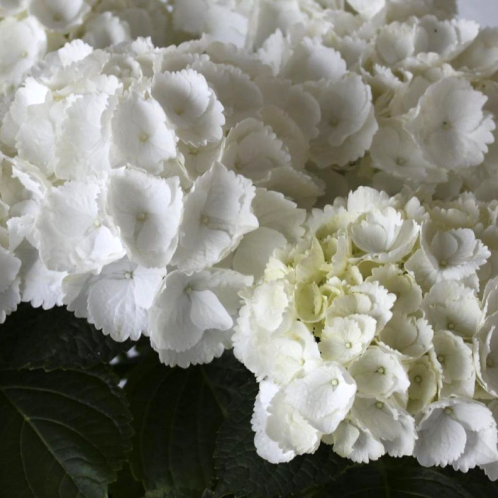 Hortensia - Hydrangea macrophylla Everbloom White Wonder