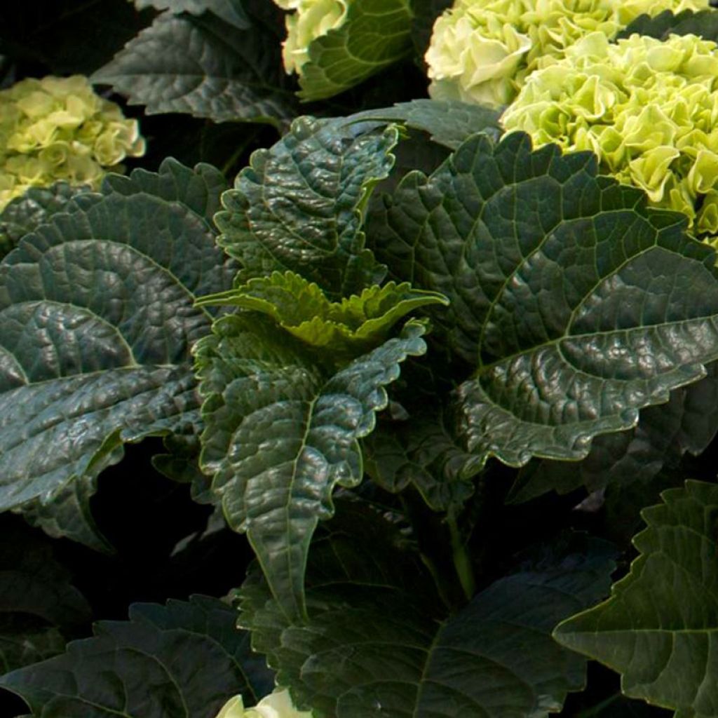 Hortensia - Hydrangea macrophylla Wudu
