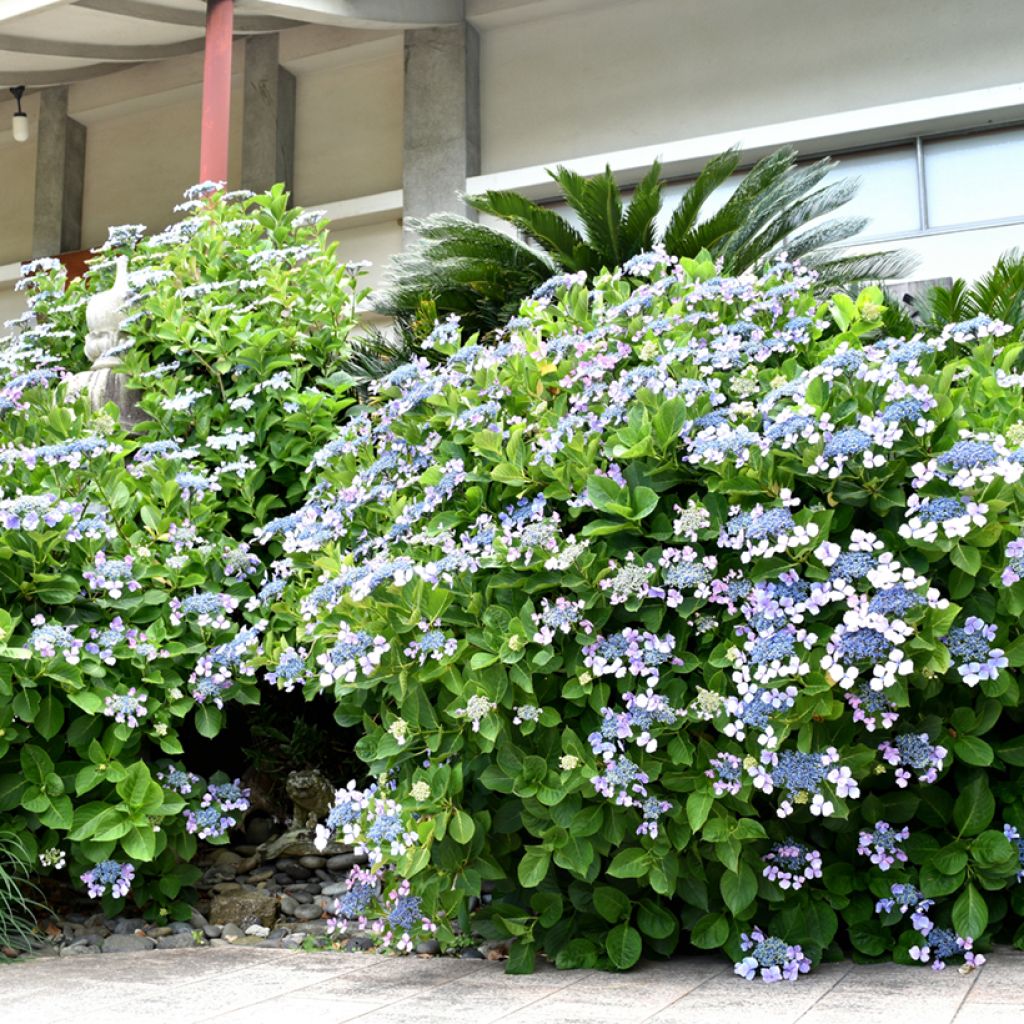 Hortensia - Hydrangea macrophylla Blue wave