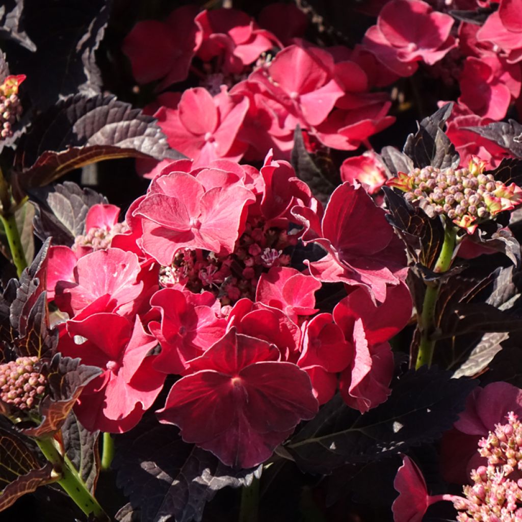 Hortensia - Hydrangea macrophylla x serrata After Midnight