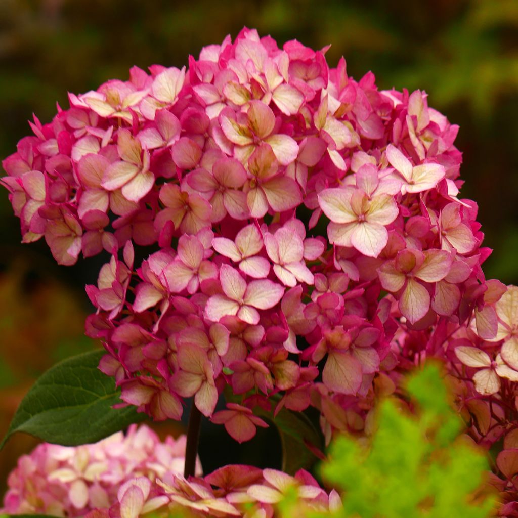 Hydrangea paniculata Bloody Marie - Hortensia paniculé