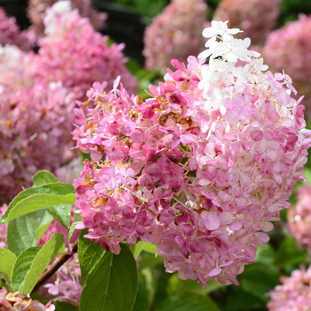 Hydrangea paniculata Diamant Rouge - Hortensia paniculé