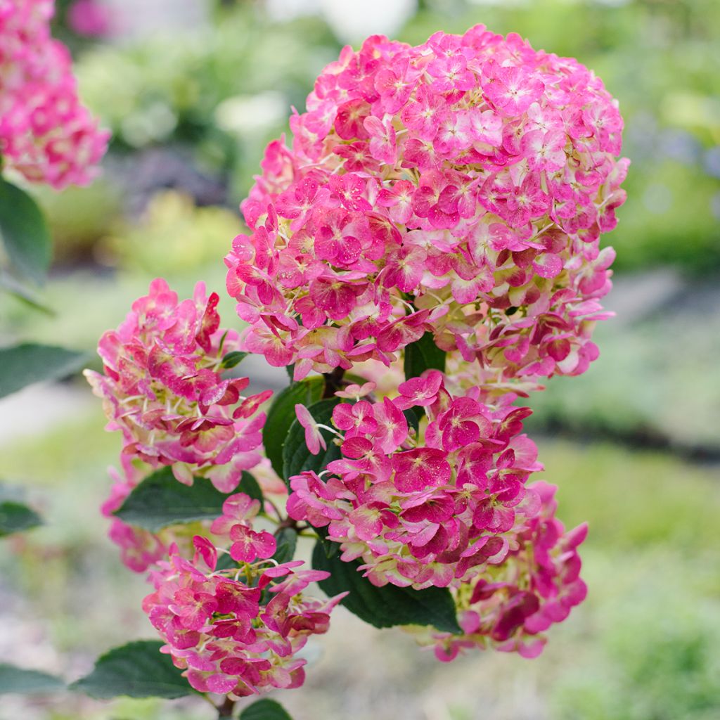 Hydrangea paniculata Framboisine  - Hortensia paniculé