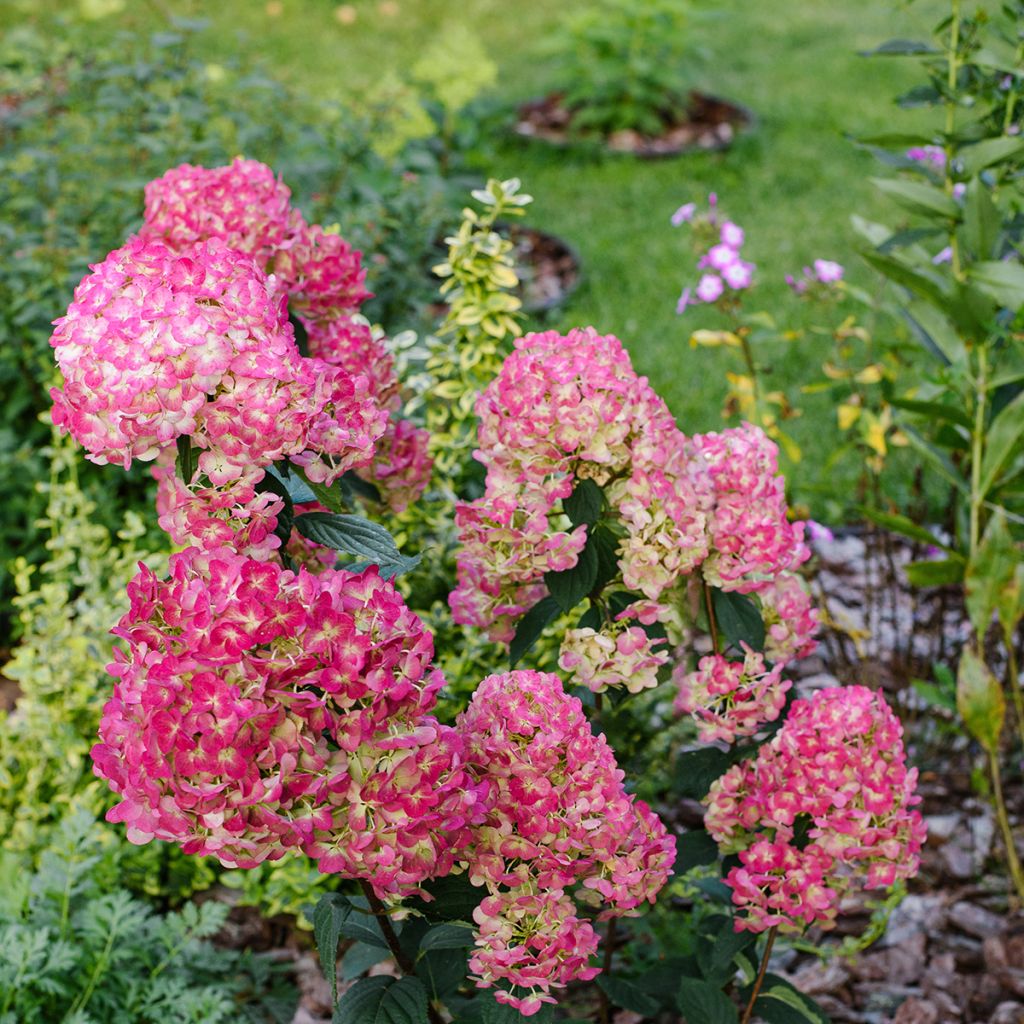 Hydrangea paniculata Framboisine  - Hortensia paniculé
