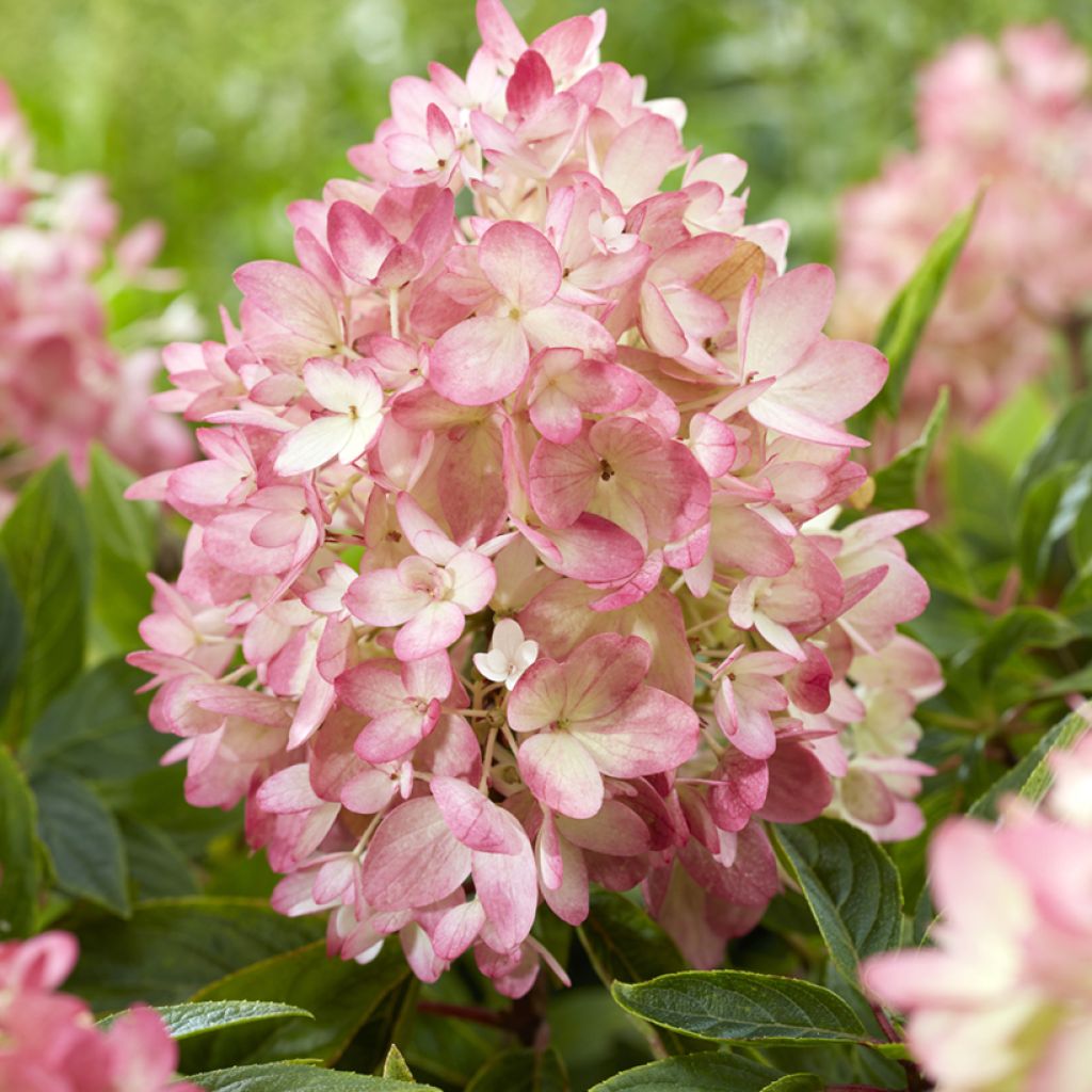 Hydrangea paniculata Groundbreaker Blush - Hortensia paniculé nain