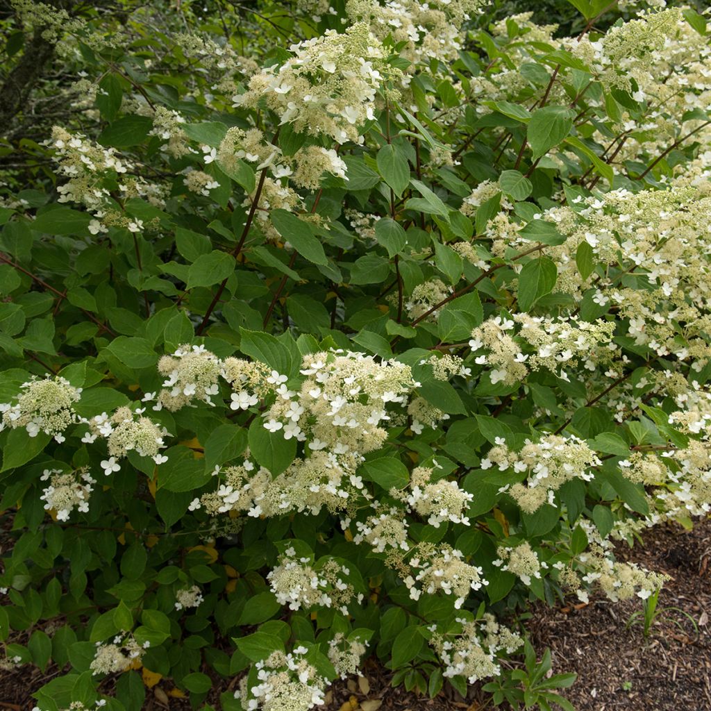 Hydrangea paniculata Kyushu - Hortensia paniculé