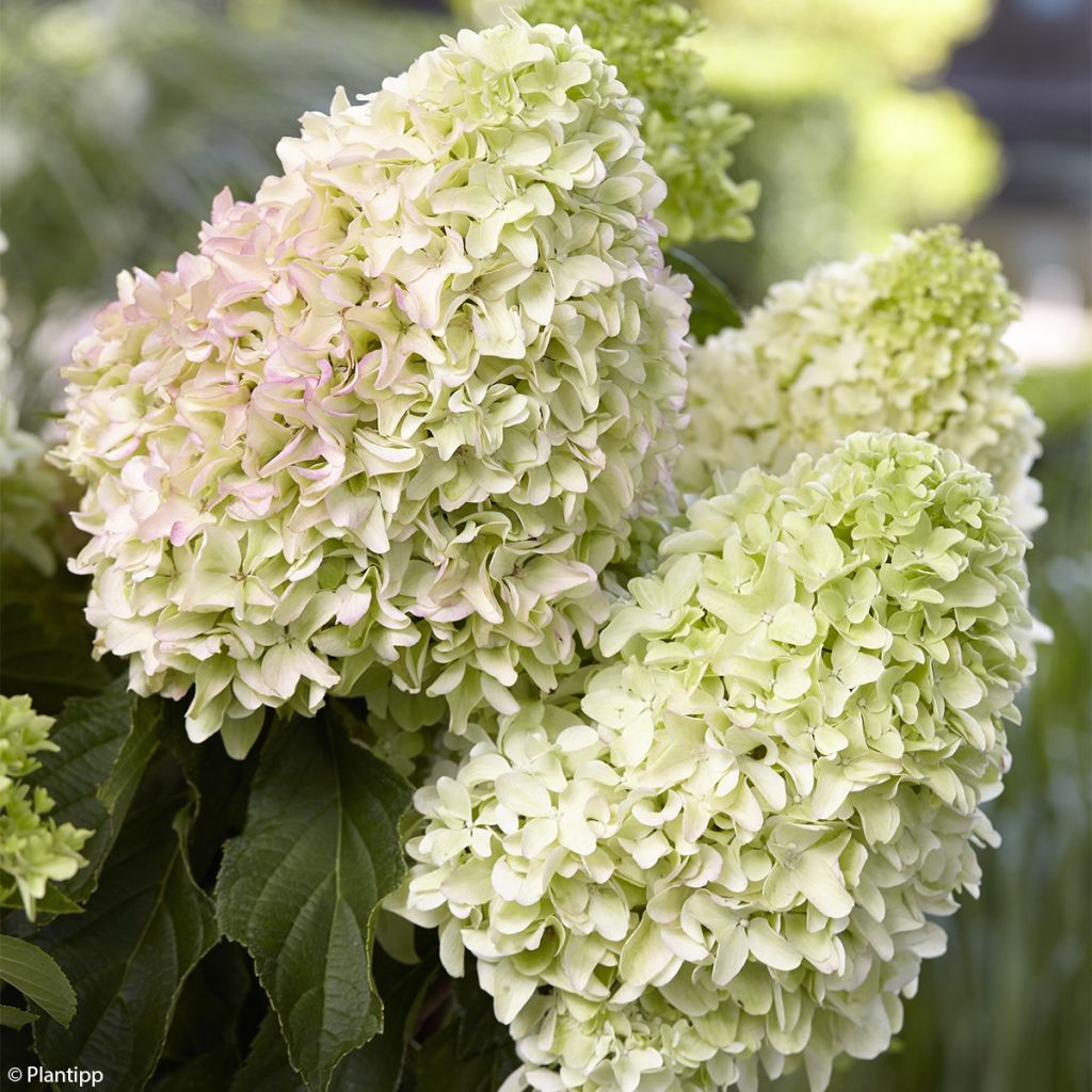 Hydrangea paniculata Little Fraise - hydrangéa paniculé