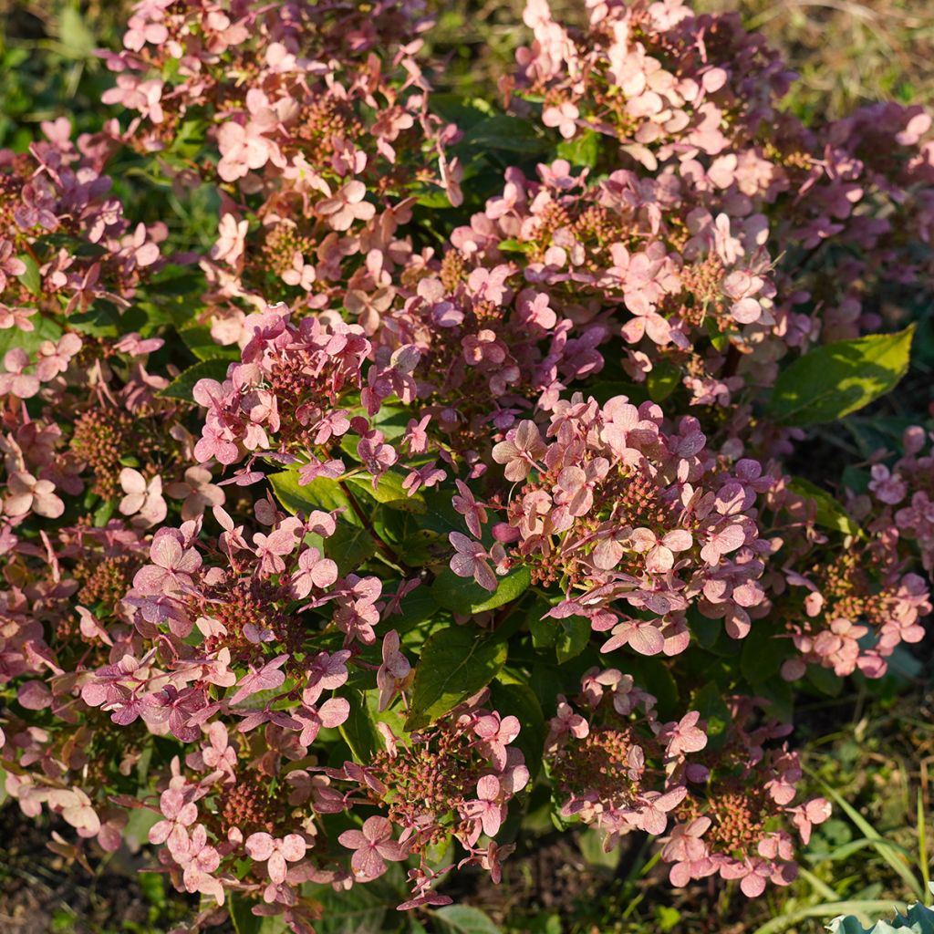 Hydrangea paniculata Little Quick Fire - Hortensia paniculé