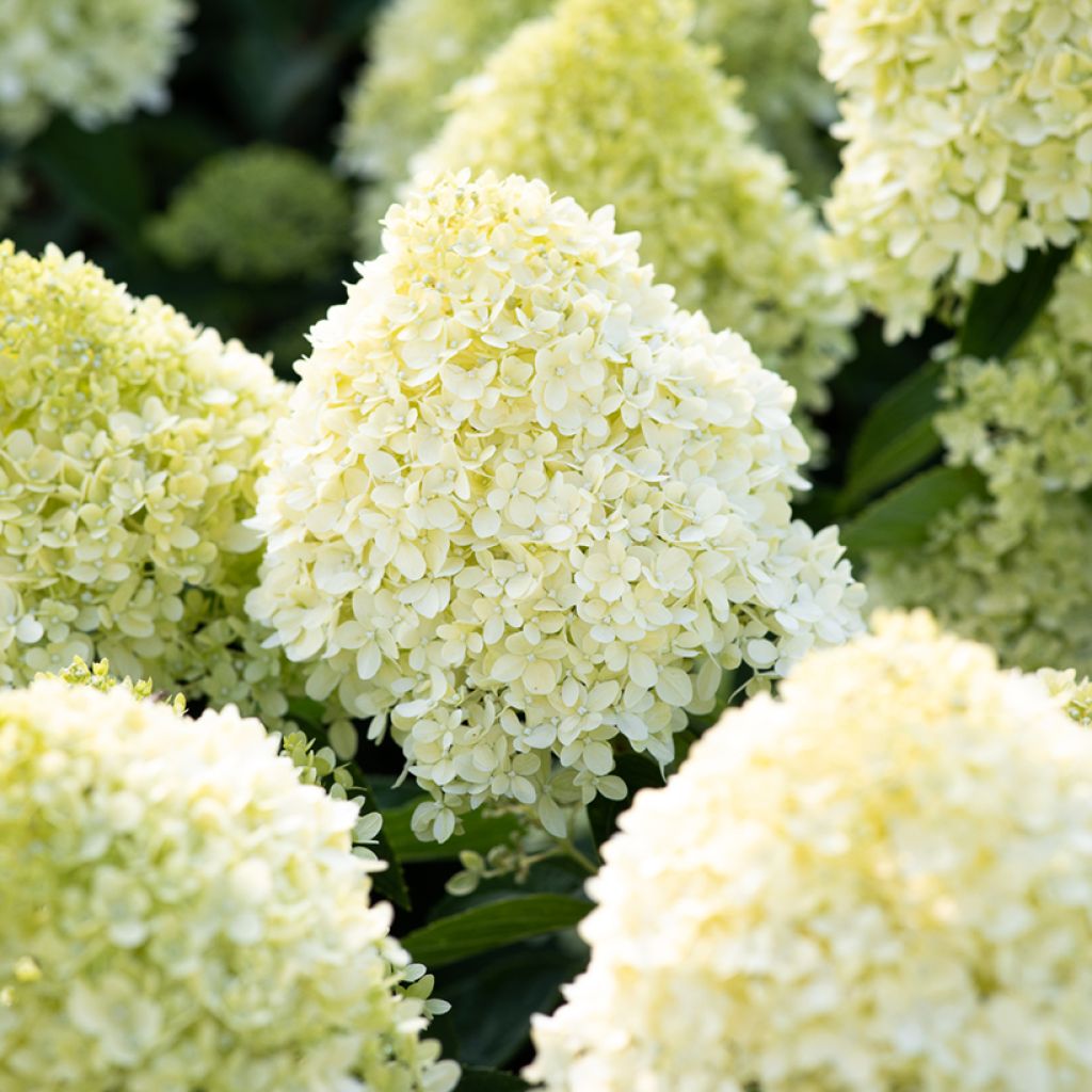 Hydrangea paniculata Living Cotton Cream - Hortensia paniculé