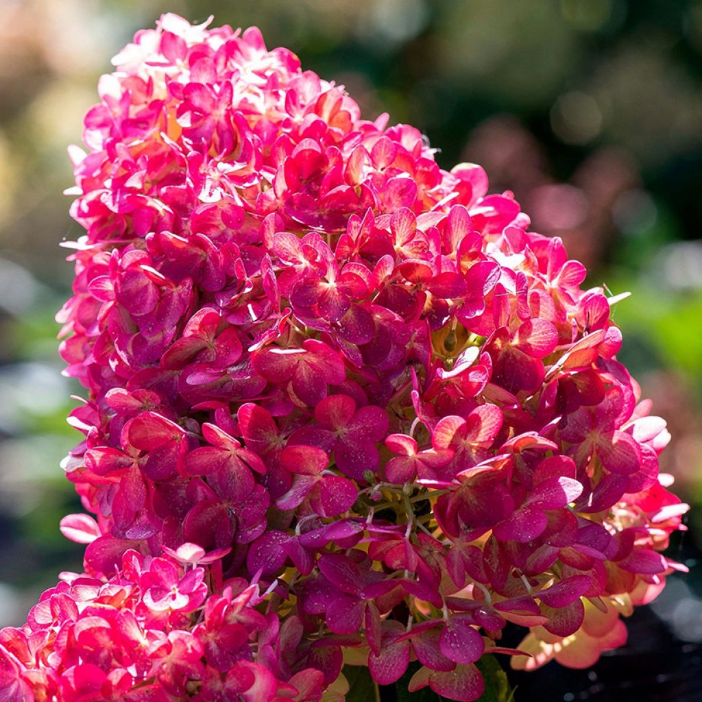 Hydrangea paniculata Living Pink & Rose  - Hortensia paniculé