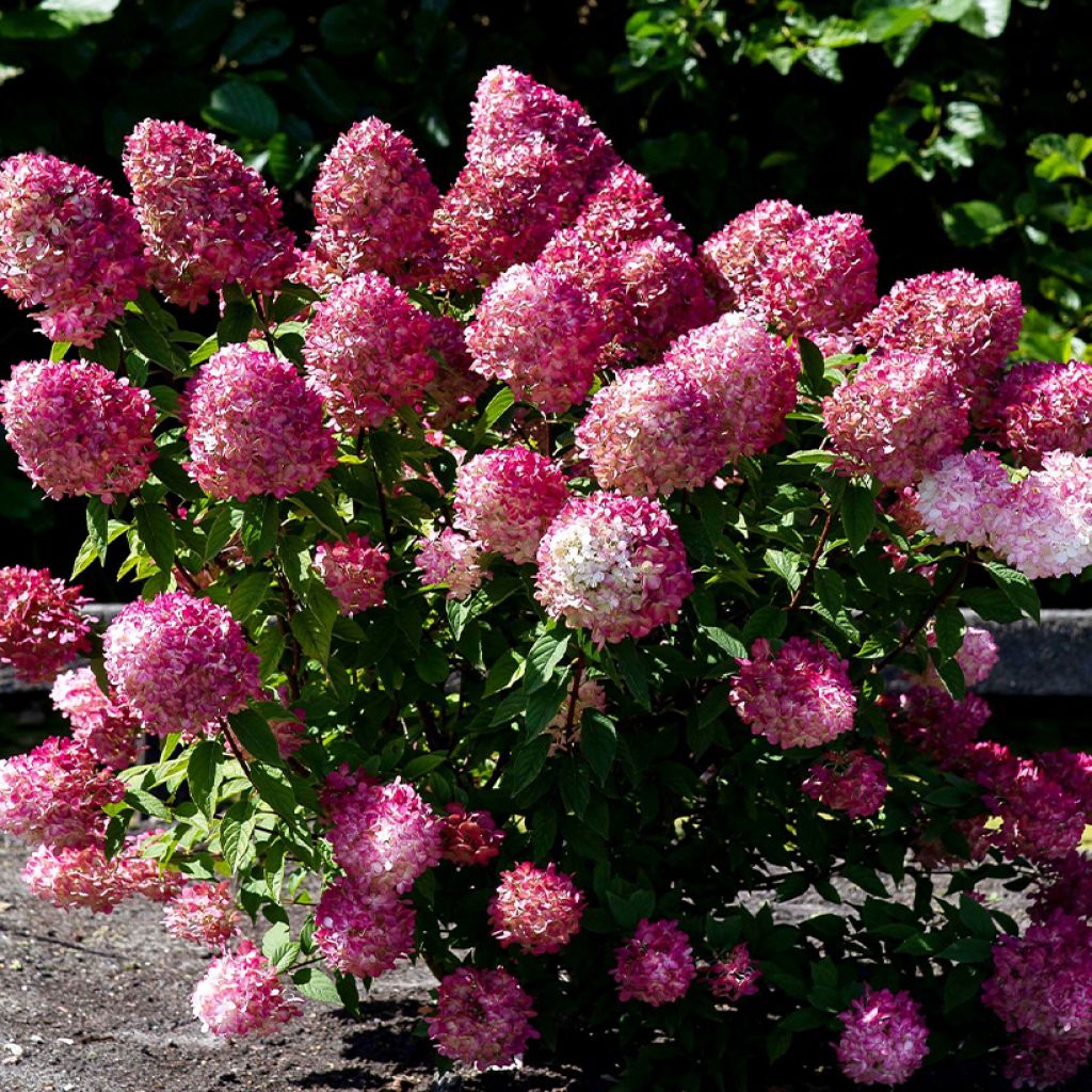 Hydrangea paniculata Living Pink & Rose  - Hortensia paniculé
