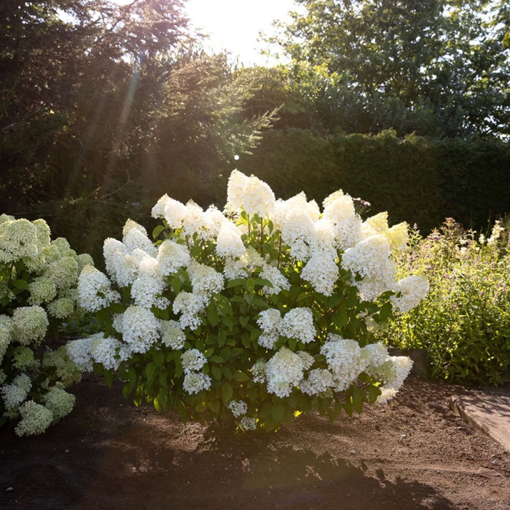 Hydrangea paniculata Living Sugar Rush - Hortensia paniculé