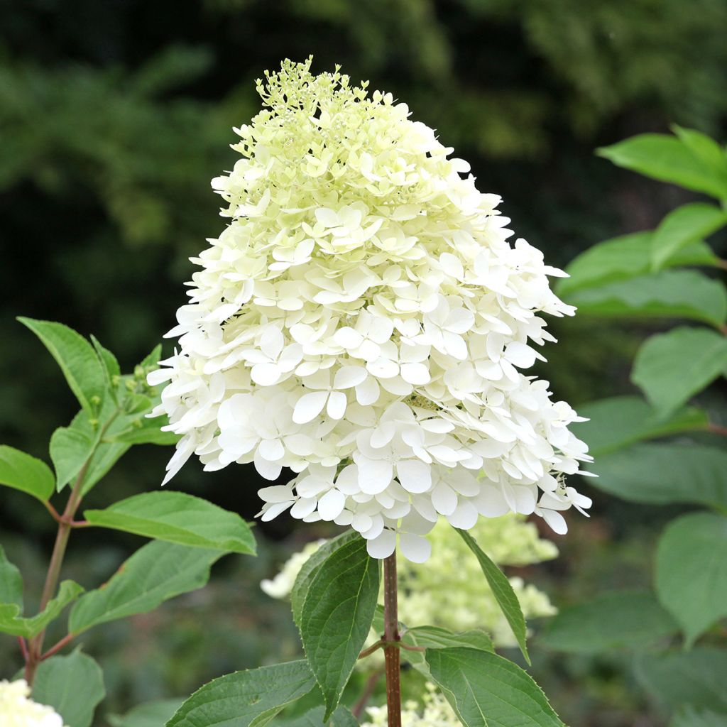 Hydrangea paniculata Phantom - Hortensia paniculé