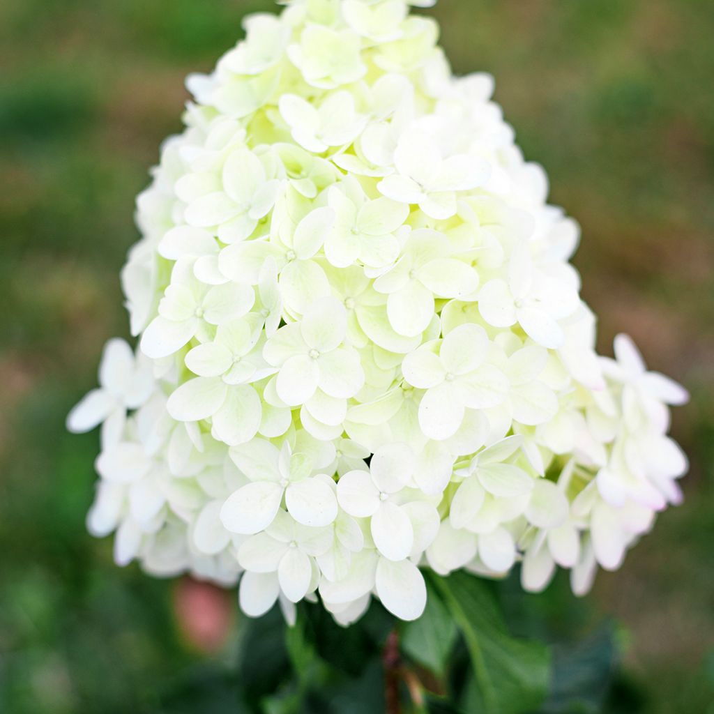 Hydrangea paniculata Pinkachu - Hortensia paniculé