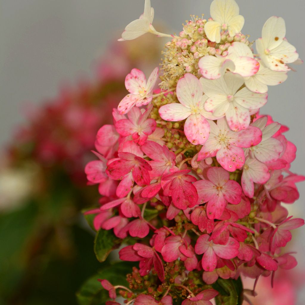 Hydrangea paniculata Pinky Winky - Hortensia paniculé