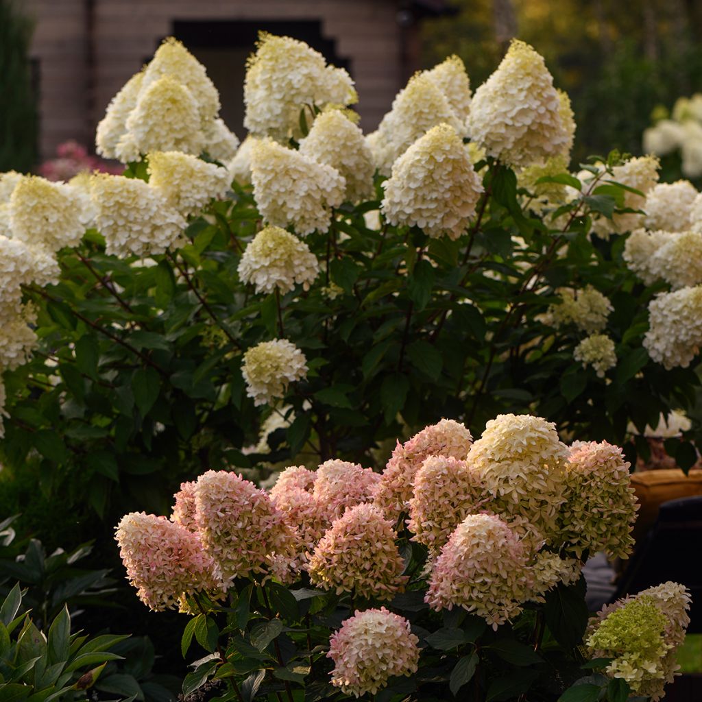 Hydrangea paniculata Polar Bear - Hortensia paniculé