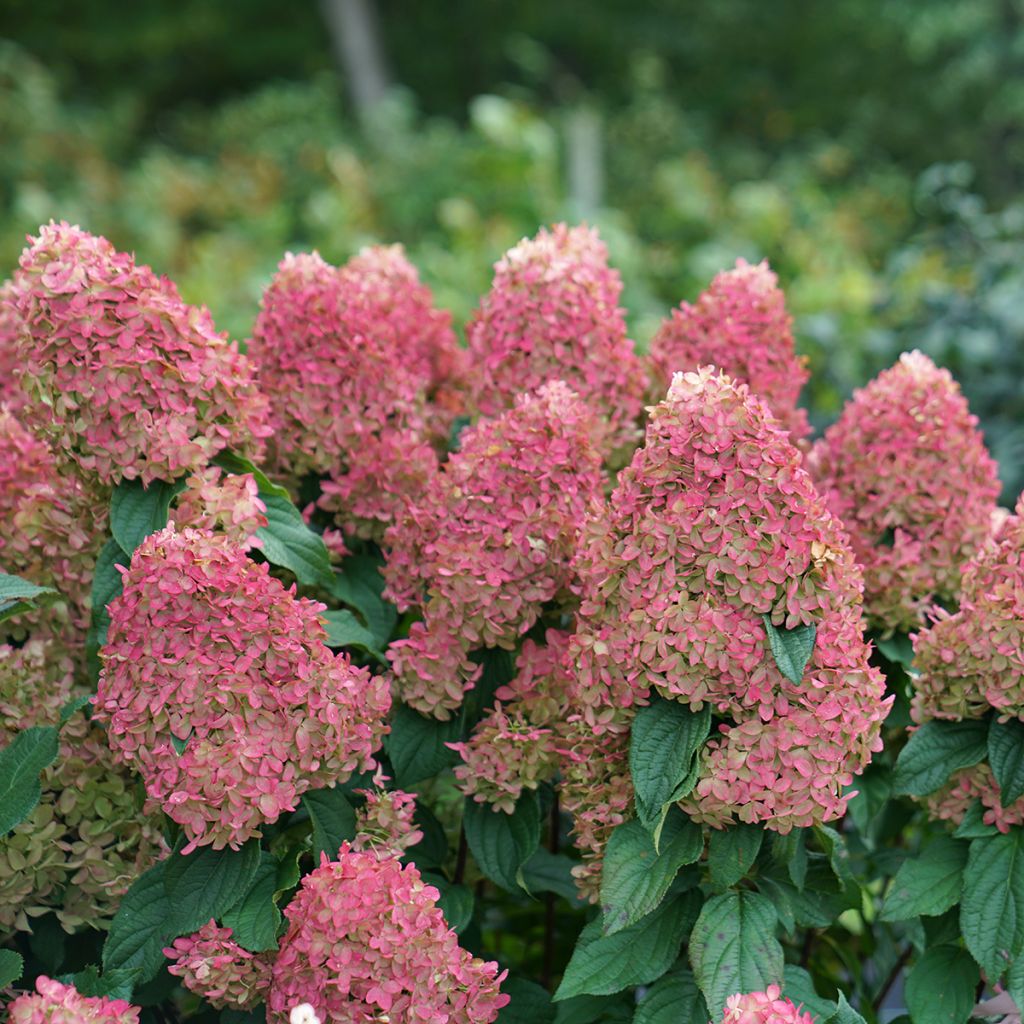 Hydrangea paniculata Quick Fire Fab - Hortensia paniculé