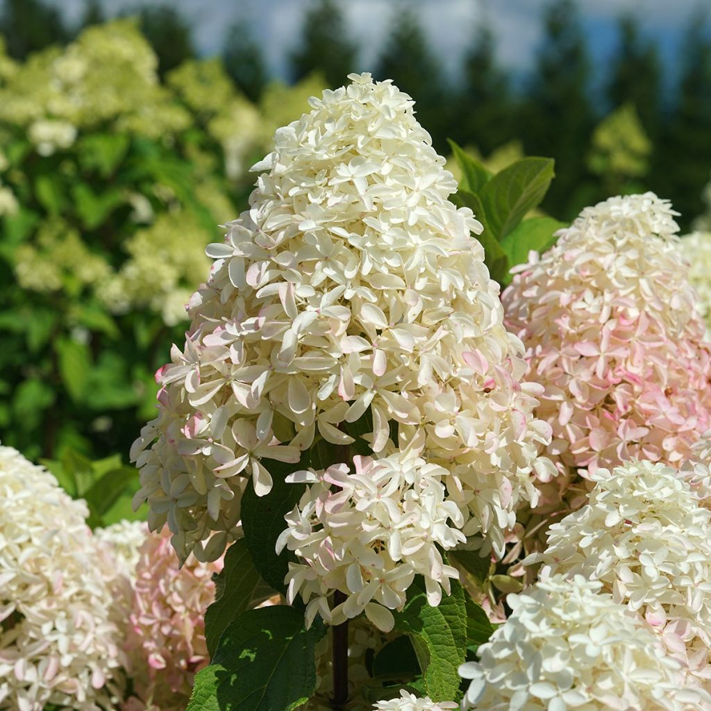 Hydrangea paniculata Quick Fire Fab - Hortensia paniculé