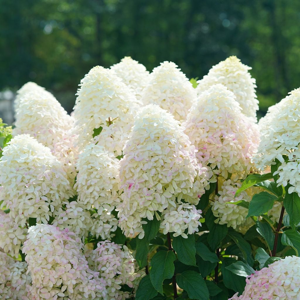 Hydrangea paniculata Quick Fire Fab - Hortensia paniculé