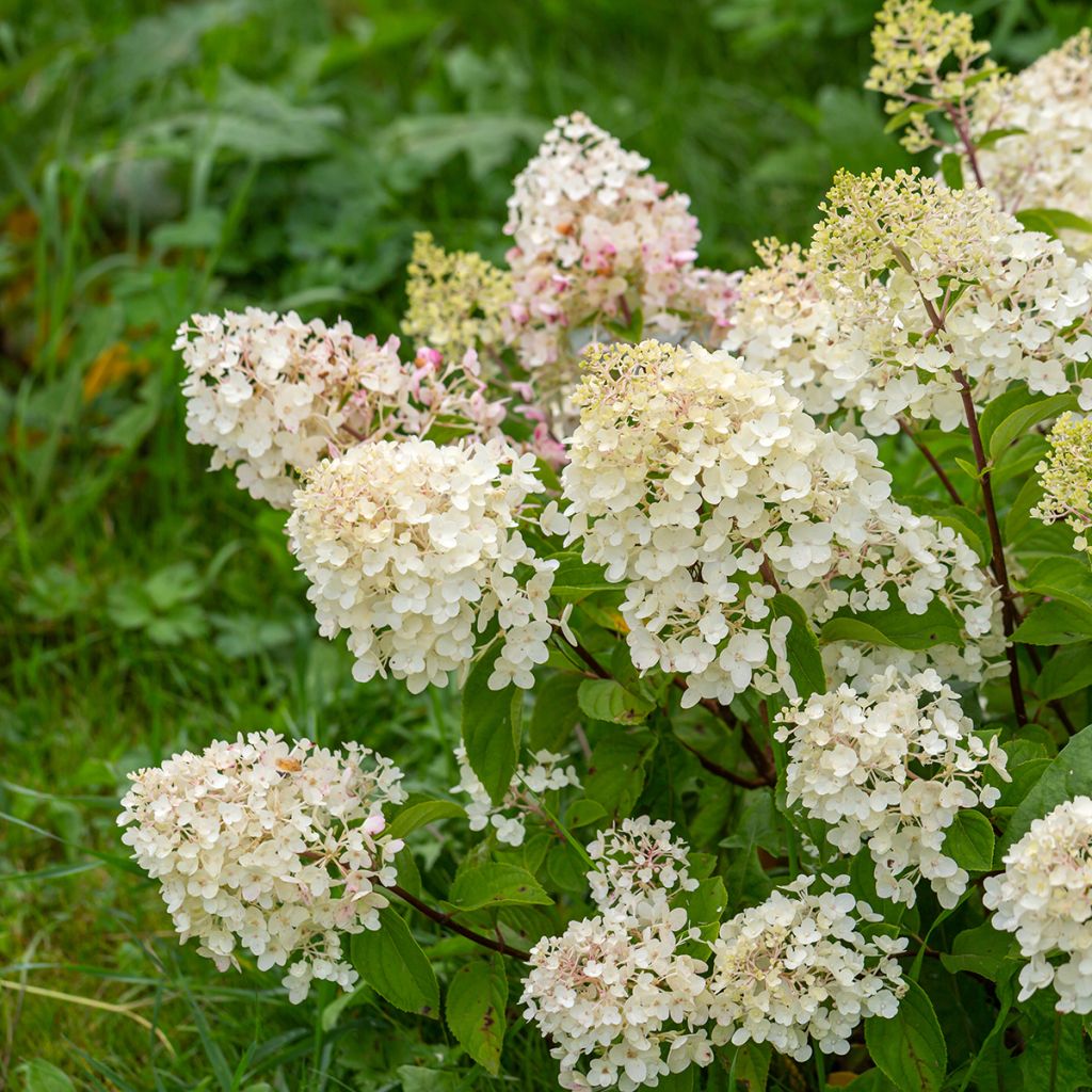 Hydrangea paniculata Silver Dollar - Hortensia paniculé