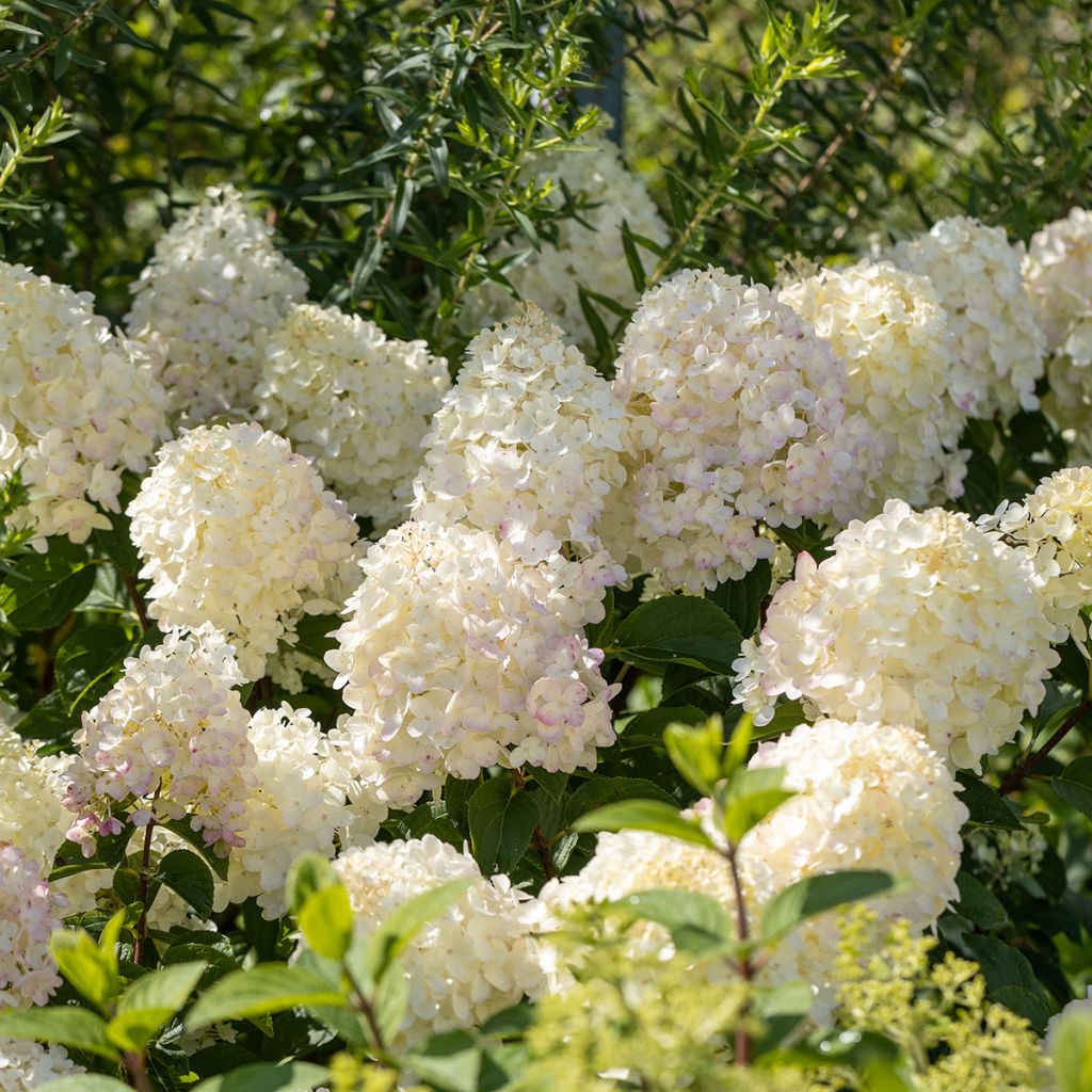 Hydrangea paniculata Silver Dollar - Hortensia paniculé