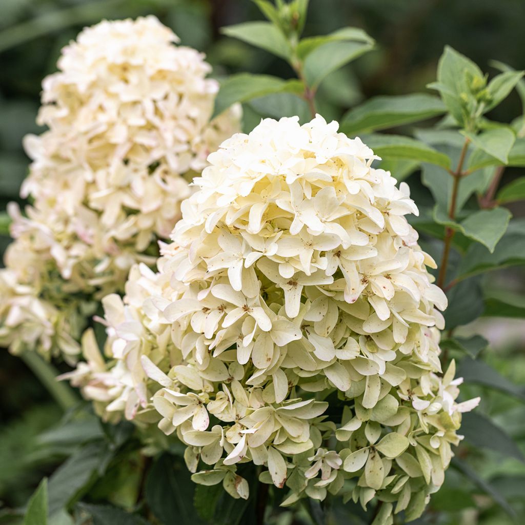 Hydrangea paniculata Skyfall - Hortensia paniculé