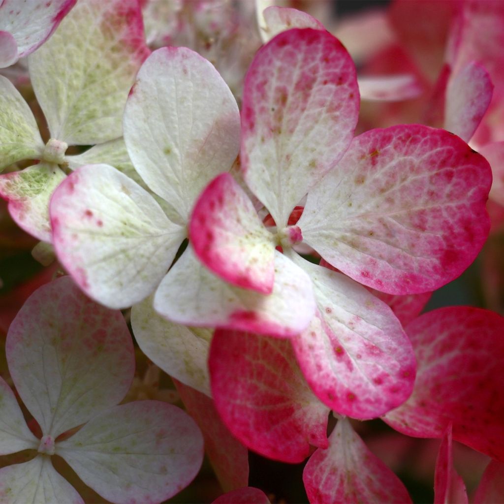 Hortensia paniculé - Hydrangea paniculata Sparkling