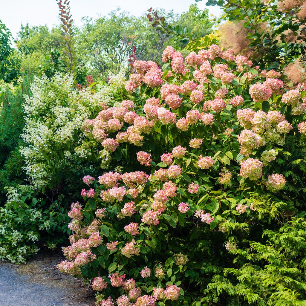 Hydrangea paniculata Sundae Fraise - Hortensia paniculé rose