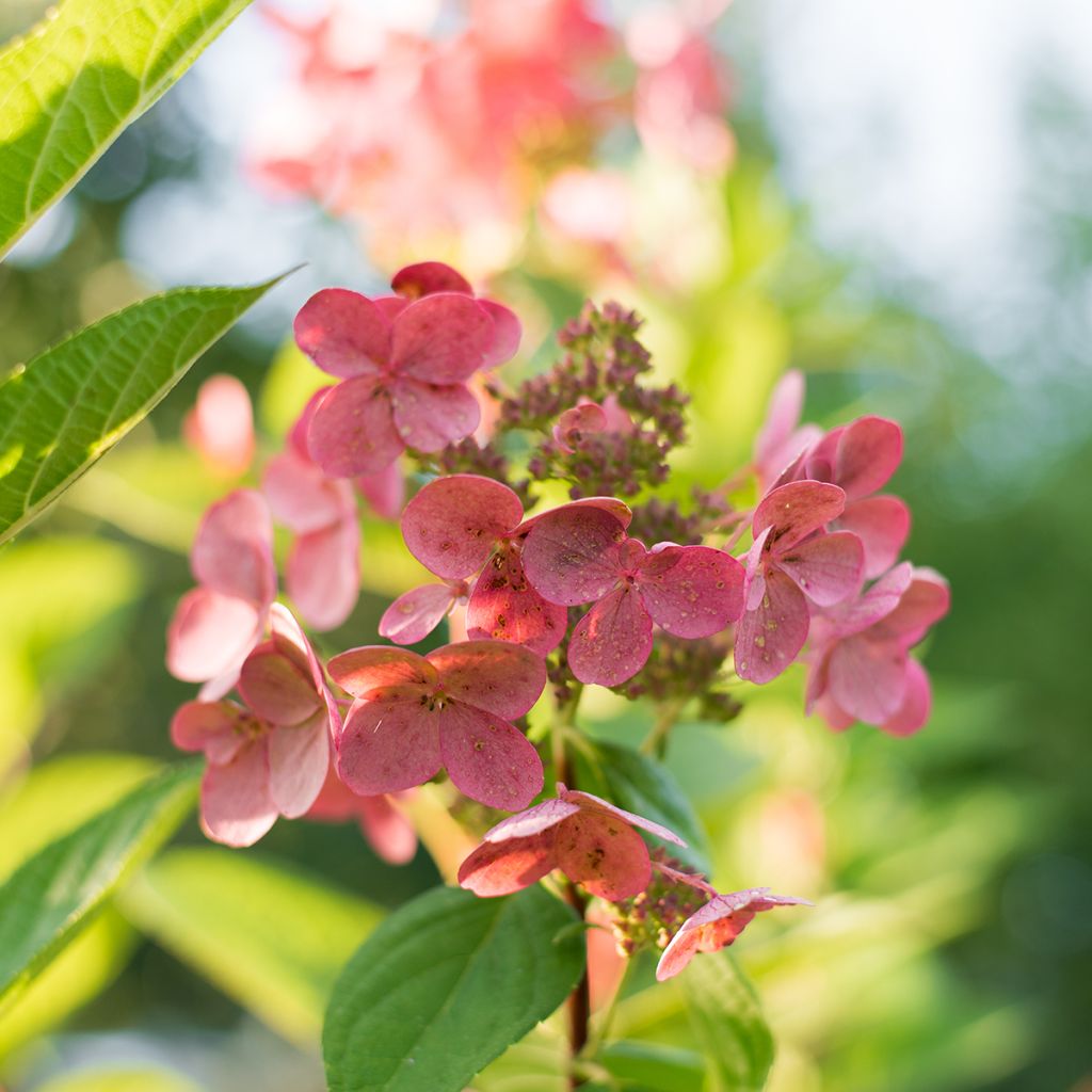 Hydrangea paniculata Wim's Red - Hortensia paniculé
