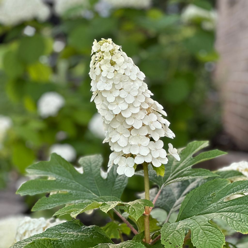 Hydrangea quercifolia Alice - Hortensia à feuilles de chêne