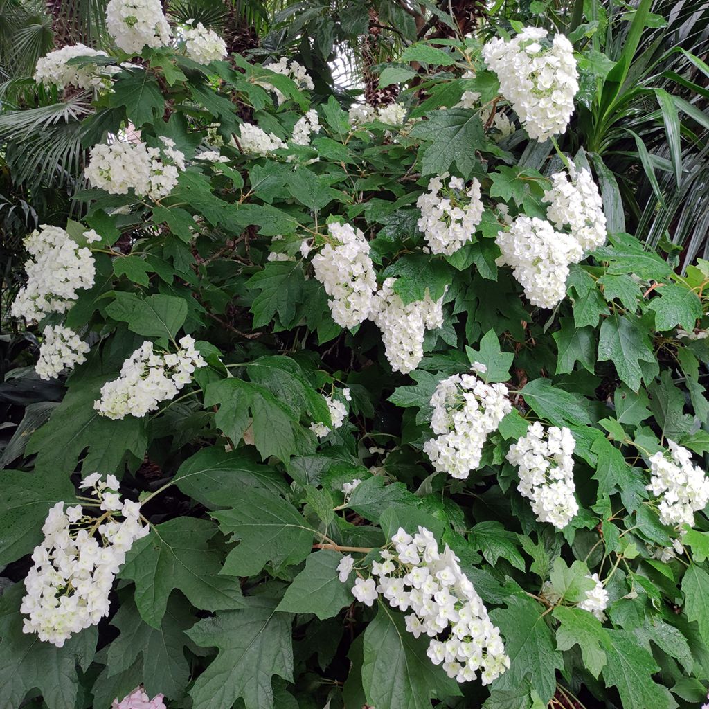 Hydrangea quercifolia Alice - Hortensia à feuilles de chêne