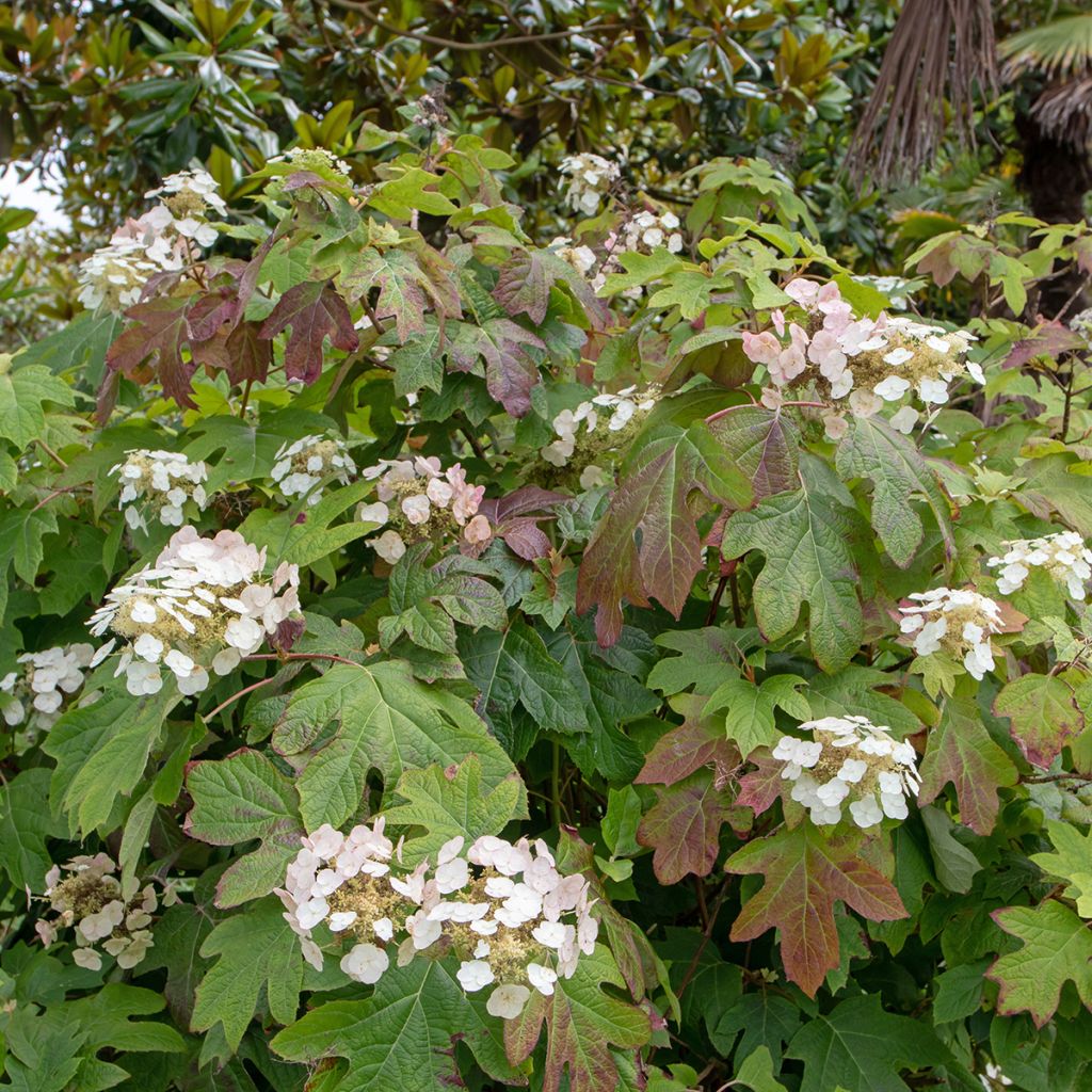 Hydrangea quercifolia Alice - Hortensia à feuilles de chêne