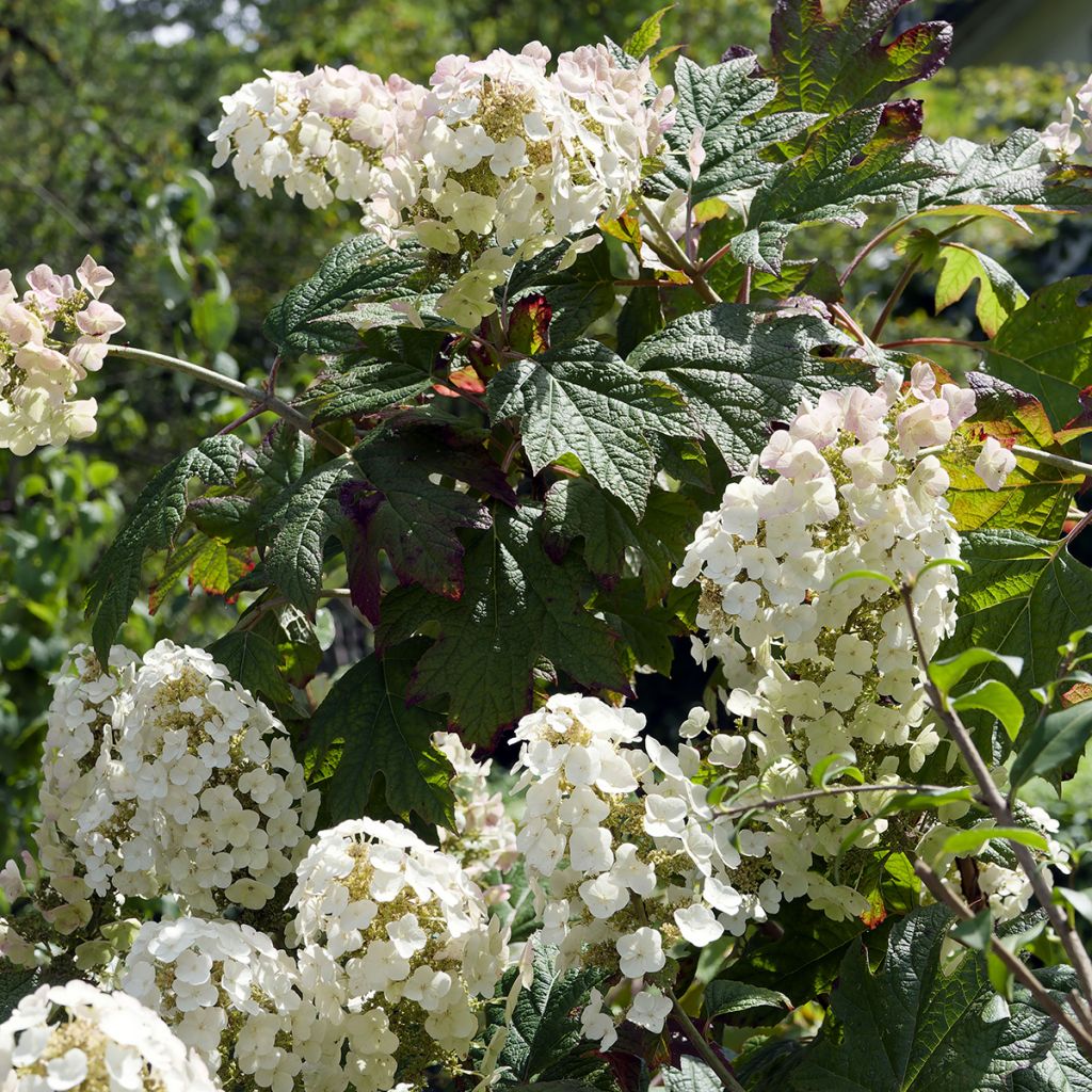 Hydrangea quercifolia Applause - Hortensia à feuilles de chêne