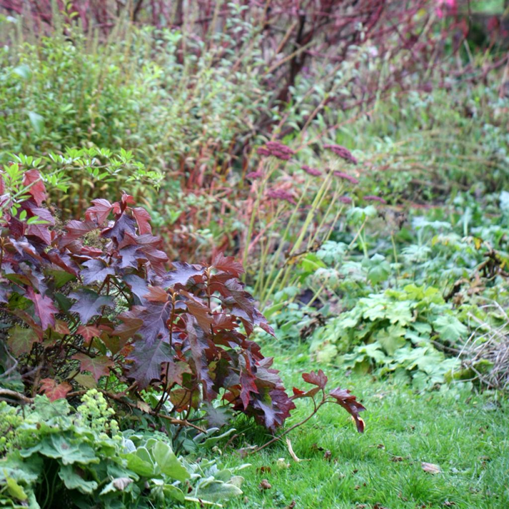 Hydrangea quercifolia Burgundy - Hortensia à feuilles de chêne