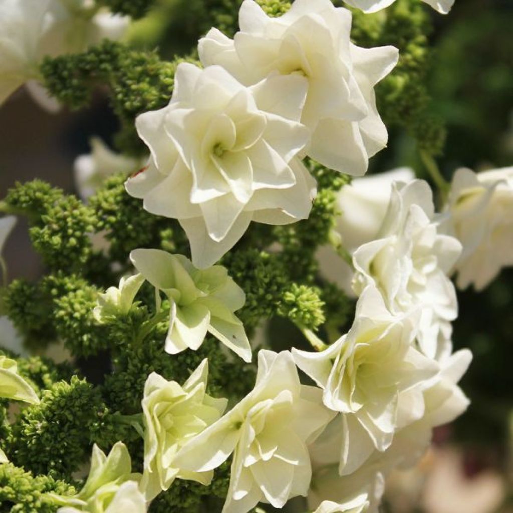 Hydrangea quercifolia Gatsby Star - Hortensia à feuilles de chêne