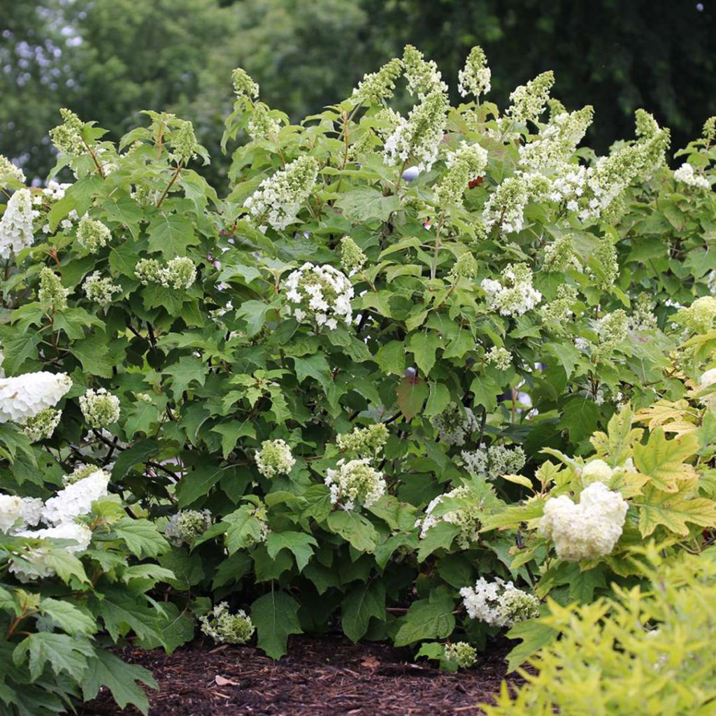 Hydrangea quercifolia Gatsby Star - Hortensia à feuilles de chêne