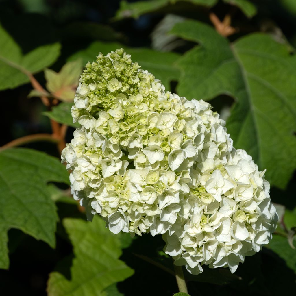 Hydrangea quercifolia Harmony - Hortensia à feuilles de chêne