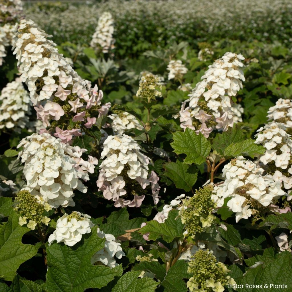 Hydrangea quercifolia Little Yeti - Hortensia à feuilles de chêne