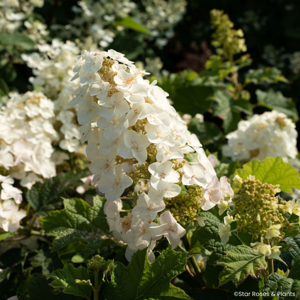 Hydrangea quercifolia Little Yeti - Hortensia à feuilles de chêne