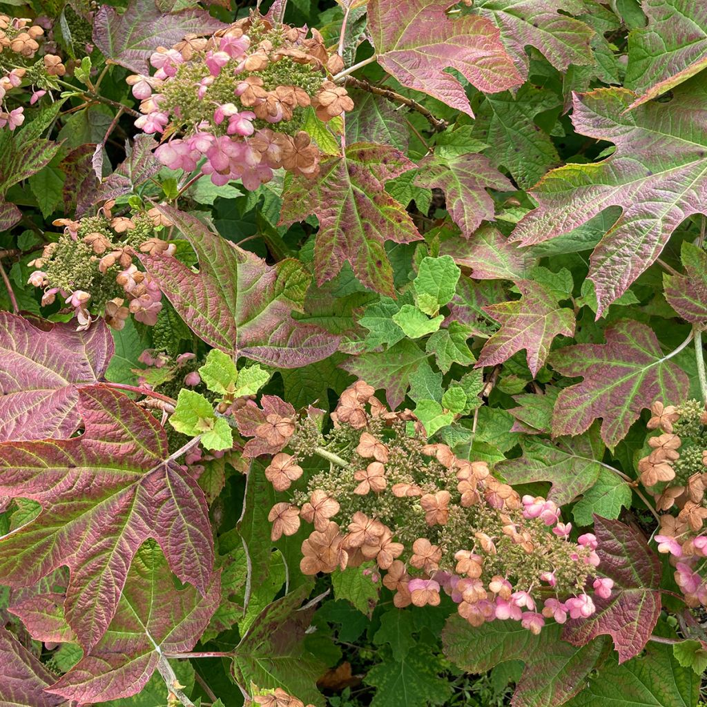 Hydrangea quercifolia Ruby Slippers - Hortensia à feuilles de chêne